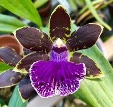 Zygopetalum Big Country