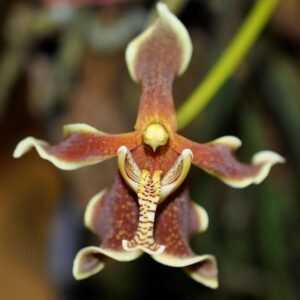 Anggrek Ekor Tikus sp Kalimantan / Capung Jawa