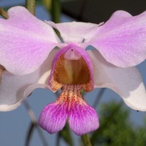 Vanda Douglas - Papilionanthe teres