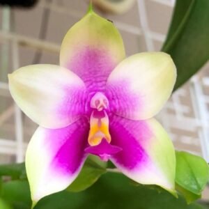 Anggrek Bulan Sp Kalimantan