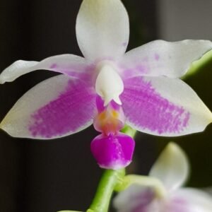 Phalaenopsis modesta