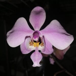 Anggrek Bulan Seleriana