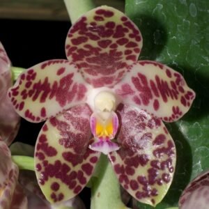 Anggrek Bulan Raksasa