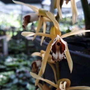 Coelogyne Dayana
