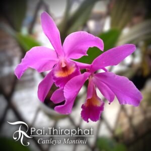 Cattleya Mantinii