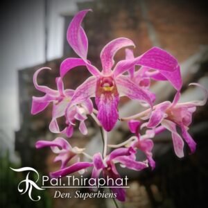 Dendrobium Superbien - Dendrobium Tual Maluku
