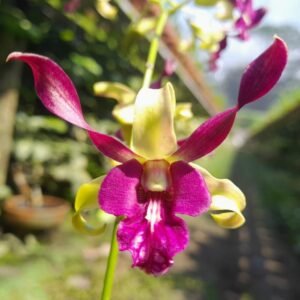 Dendrobium Carol Goo