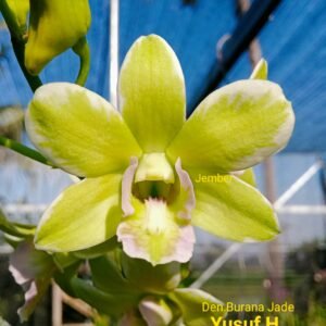 Dendrobium Burana Jade Fancy Splash