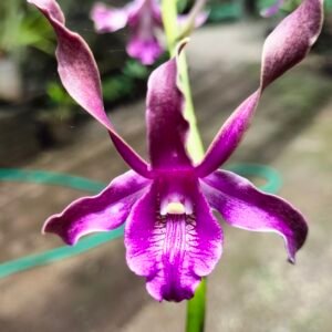 Dendrobium Alesa Agustina putri Azzahra