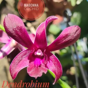 Dendrobium Caesar Red