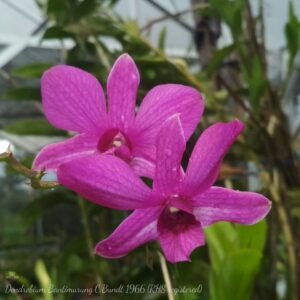 Dendrobium Bantimurung