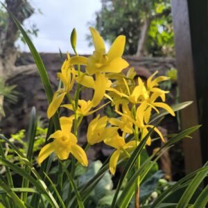 Cymbidium Golden Boy