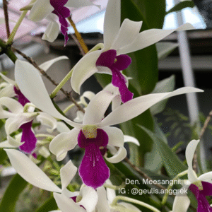 Dendrobium Meesangnil