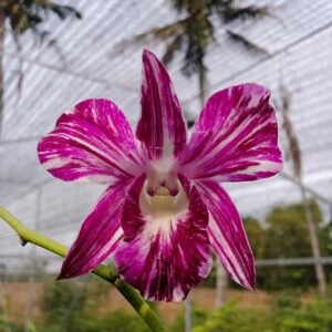 Dendrobium Sonia