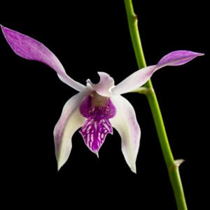 Dendrobium Caesar Yellow