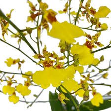 Oncidium Golden Shower